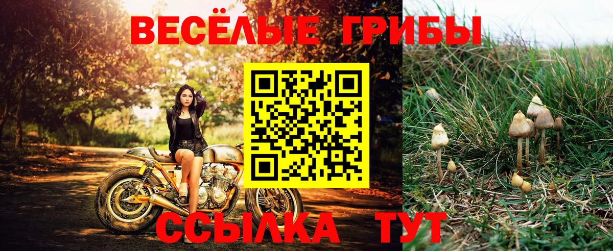 Заводоуковск  Псилоцибиновые грибы Cubensis  купить наркотики сайты  Вход с VPN 